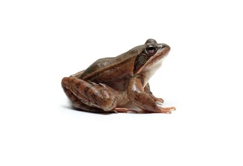 Agile Frog Stock Photos