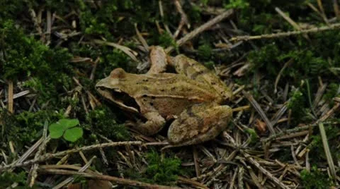 Agile frog Rana dalmatina Stock Footage