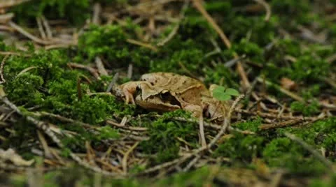 Agile frog Rana dalmatina Stock Footage