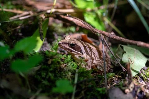 Agile frog sitting in the forest Stock Photos
