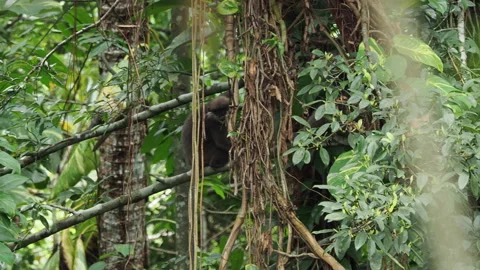 Agile gibbon monkey swinging in dense rainforest jungle Stock Footage 340641431