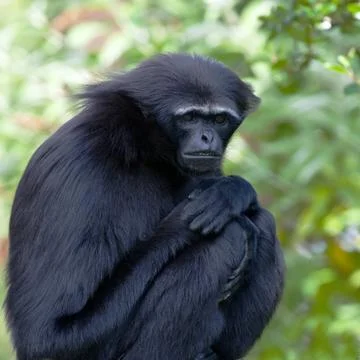 Agile Gibbon Stock Photos
