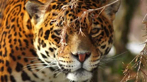 Agile jaguar Stock Footage