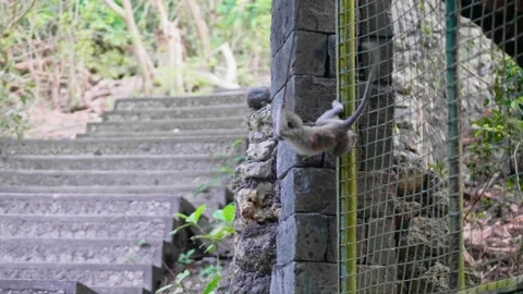 Agile long-tailed macaque jumping and climbing a wall Stock Footage 340932499