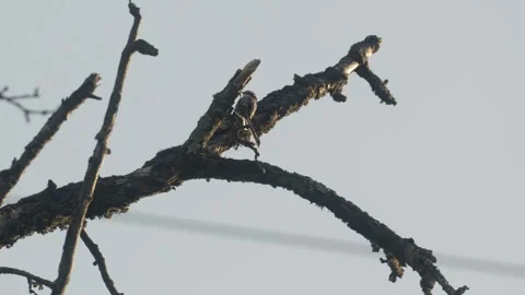 Agile Long-tailed Tit Hopping and Pecking Stockbeeldmateriaal 334670629