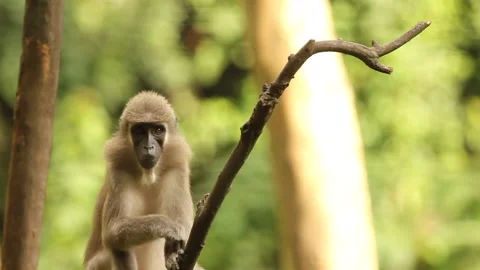 Agile Mangabey Old World Monkey Sat on Branch Stock Footage 136660167