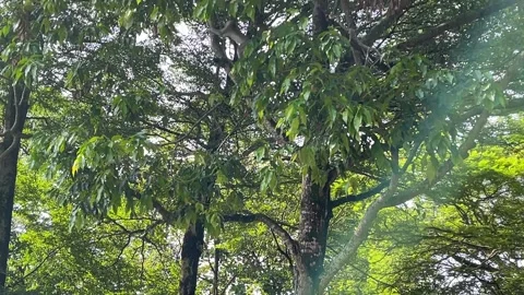 Agile Monkey Moving Through Trees at Zoo Negara Malaysia Stock Footage 315206853