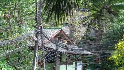 Agile monkey navigating rope bridge in lush tropical setting Video stock 306738458