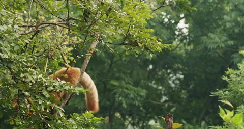 Agile Red Panda Panda Climbs Tree. Ailurus Fulgens Or Lesser Panda Is Small Stock Footage 297620985