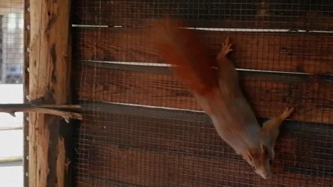 Agile red squirrel climbing on a wire mesh fence Stockbeeldmateriaal 337032516