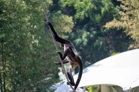 Agile spider monkey climbing a rope at the Guadalajara Zoo on a sunny day. Stock Photos