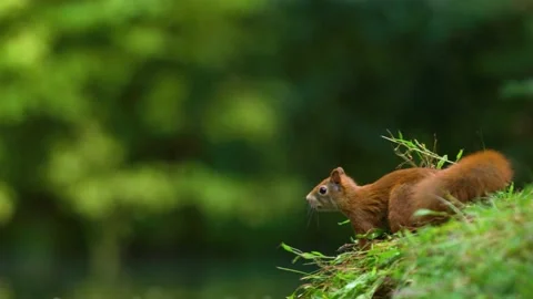 Agile squirrel jump and leap out of frame from lush green edge - slow 库存影片 180552285