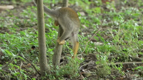 Agile Squirrel Monkey Climbing Slim Tree Trunks in Amazon Understory Vídeos de archivo 334139664