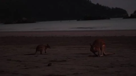 Agile Wallabies feed on sandy beach with ocean in background close up Video stock 289803834