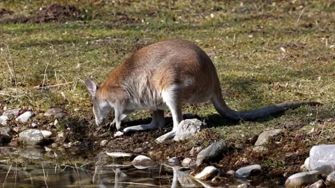 The agile wallaby, Macropus agilis also known as the sandy wallaby Stock Footage 153471557