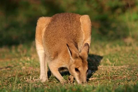 Agile wallaby Stock Photos