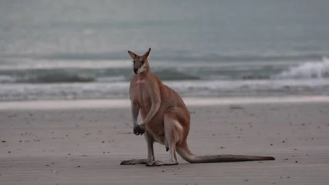 Agile Wallaby shit on beach early morning Stock Footage 287113371
