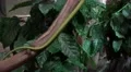 Agile western green mamba tracking on tree near house 4k or 4k+ Resolution