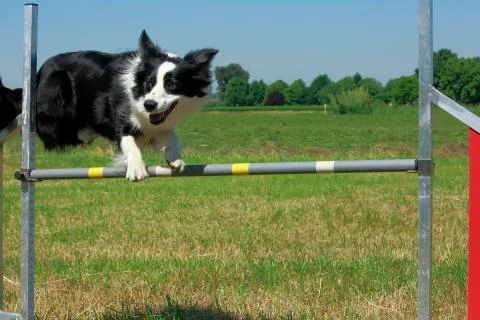 Agility dog jumping Stock Photos