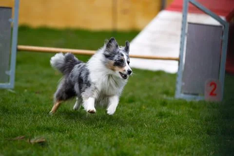 Agility dog Stock Photos