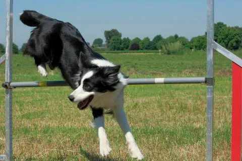 Agility Dog Stock Photos