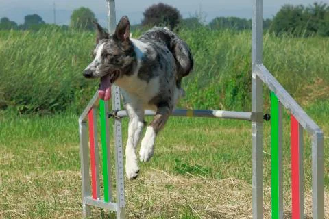 Agility Dog Stock Photos