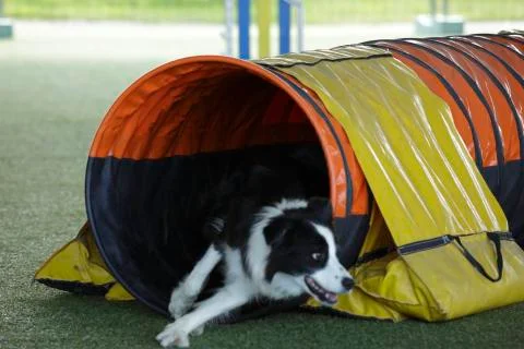 Agility dog trainer Stock Photos