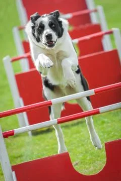 Agility Stock Photos