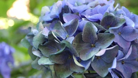 Aging blue hydrangea flower cluster macro with textured petals 動画素材 337870318