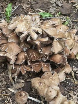 Aging brown mushrooms texture close Foto stock