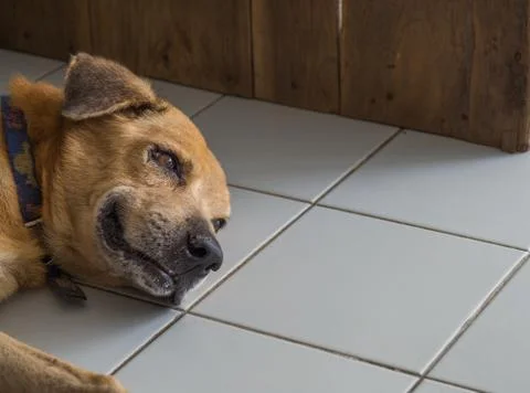 Aging dog looking sad Because of sick and lack of treatment Stock Photos