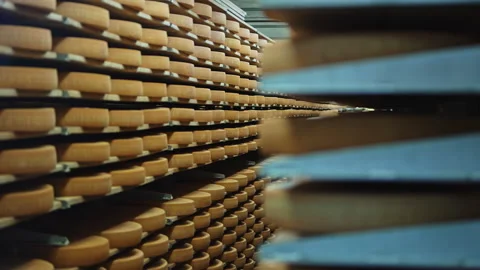 Aging Gruyère Cheese Wheels in Cellar, Switzerland Stock Footage 320263267