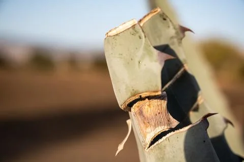 Aging large cactus succulent leaf that has been cut and pruned Stock Photos