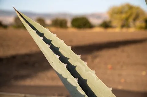 Aging large cactus succulent leaf that has been cut and pruned Stock Photos