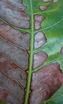 Aging Leaf with Brown and Green Texture Nature Background Stock Photos