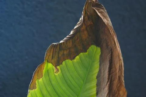 Aging leaf on a dark background Stock Photos