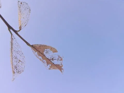 Aging Leaf Textures with Clear Blue Sky Background Stock Photos