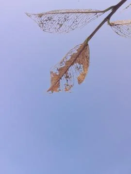 Aging Leaf Textures with Clear Blue Sky Background Stock Photos