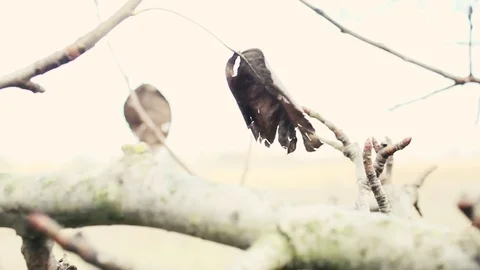 Aging pear Video stock 70274805