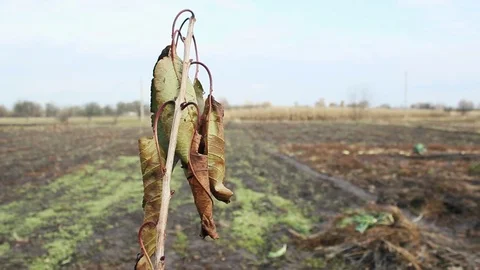Aging pear Video stock 70274908