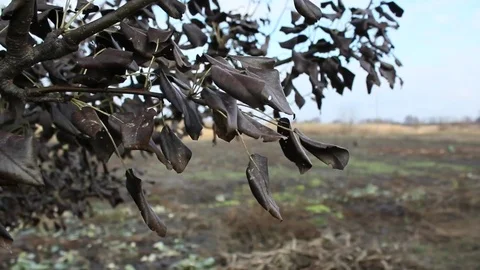 Aging pear Video stock 70274963