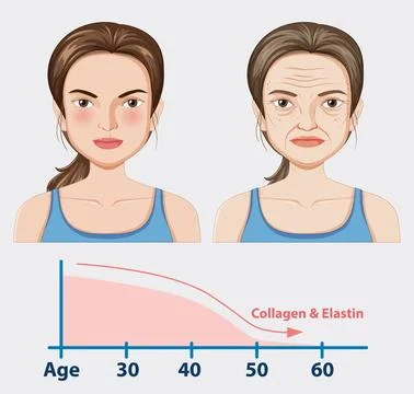Aging Process and Skin Changes Stock Illustration