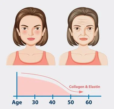 Aging Process and Skin Changes Stock Illustration