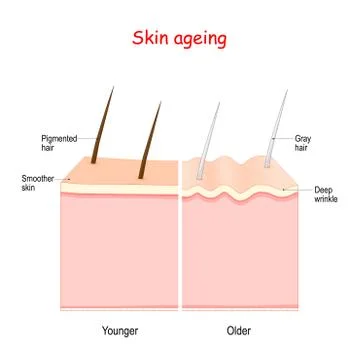 Aging process in a human skin and hairs 스톡 일러스트