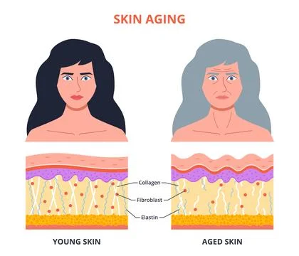 Aging process skin. Young, old woman portrait, structure changes, wrinkles Stock Illustration