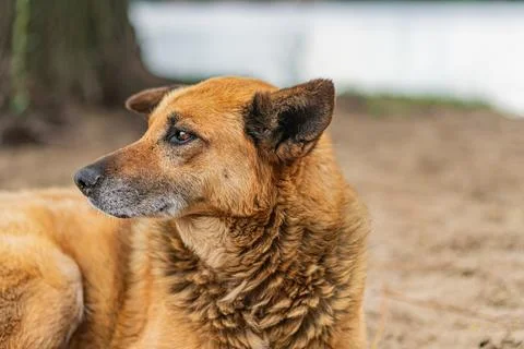An aging stray dog, possibly of a mixed breed, with a light brown coat and on Stock Photos