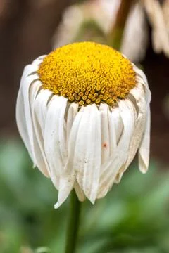 Aging yellow daisy Stock Photos
