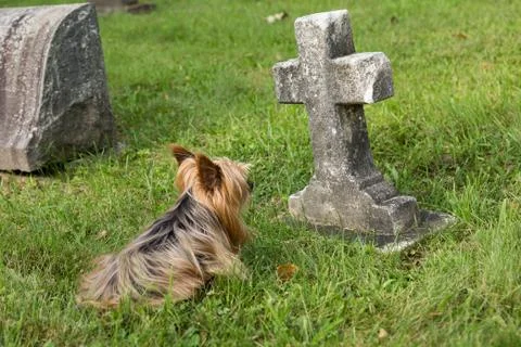 Aging Yorkshire Terrier lying down in cemetery guarding child grave Stock Photos