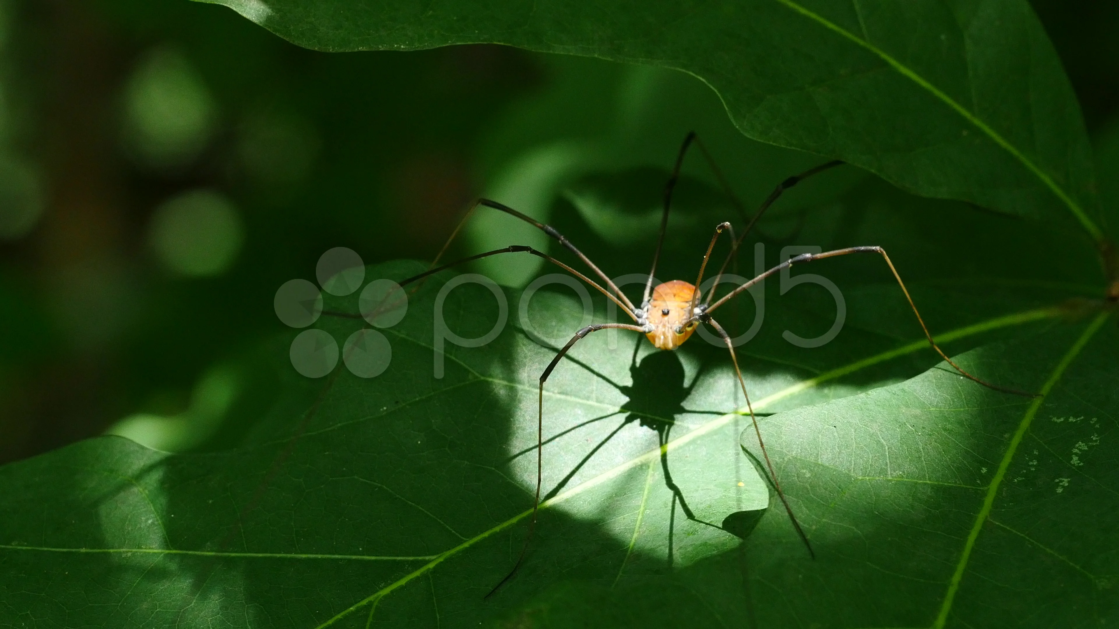 Daddy Longlegs are not spiders.