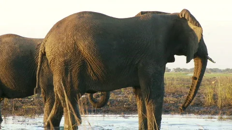 Agitated Elephant 库存影片 485861